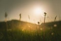 Green grass with dandelions in the mountains at sunset Royalty Free Stock Photo