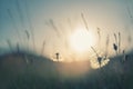 Green grass with dandelions in the mountains at sunset Royalty Free Stock Photo