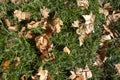 Green grass with dead dry leaves. Royalty Free Stock Photo