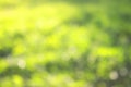 grass defocused background Royalty Free Stock Photo