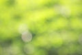 grass defocused background Royalty Free Stock Photo