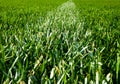 Green Grass Detail Royalty Free Stock Photo
