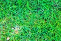 Green Grass Detail Royalty Free Stock Photo