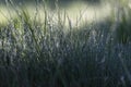 Fresh green grass on dew drops, wet grass. Transparent droplets of dew in grass on summer morning sparkle in sunlight in nature. F