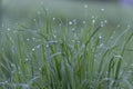 Fresh green grass on dew drops, wet grass. Transparent droplets of dew in grass on summer morning sparkle in sunlight in nature. F Royalty Free Stock Photo