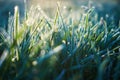 Green grass in a dew. Close up shot with selective focus and beautiful natural bokeh. Blurred background Royalty Free Stock Photo