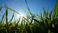 Green grass with dew droplets of water and a clear blue sky, fresh in the morning meadow. Background Royalty Free Stock Photo