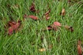 Green grass with dew drops and autumn leaves, nature background a Royalty Free Stock Photo