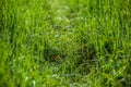 Green grass. Dew drops close-up on fresh green spring grass. Royalty Free Stock Photo