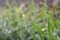 Green grass with dew drops close-up, grass in sunlight, raindrops on green grass. Royalty Free Stock Photo