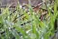 Green grass with dew drops close-up, grass in sunlight, raindrops on green grass. Royalty Free Stock Photo