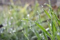 Green grass with dew drops close-up, grass in sunlight, raindrops on green grass Royalty Free Stock Photo