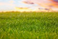 Green grass with dew drops in field on spring morning Royalty Free Stock Photo