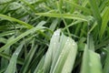 Green grass with dew drops on it