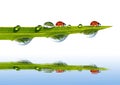Green grass with dew drops and ladybugs Royalty Free Stock Photo