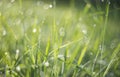 Grass with dew drops in the morning - soft fokus and nice bokeh