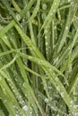 Green grass with dew drops .Natural background.Water droplets on the green grass. Royalty Free Stock Photo