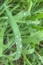 Green grass with dew drops .Natural background.Water droplets on the green grass. Royalty Free Stock Photo