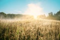 Green grass with dew drops in natural sunlight. Foggy morning with the sun rising at dawn Royalty Free Stock Photo