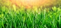 Green grass with dew drops in the rays of the morning sun, background with green grass Royalty Free Stock Photo