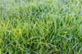 green grass with dew drops in the rays of the morning sun, background with green grass Royalty Free Stock Photo