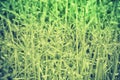 Green Grass with dew drops soft focus at sunrise Royalty Free Stock Photo