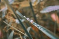 Green grass with dew drops. Soft selective selective focus, blurred background and foreground, bokeh. Morning dew close-up