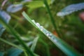Green grass with dew drops. Soft selective selective focus, blurred background and foreground, bokeh. Morning dew close-up Royalty Free Stock Photo