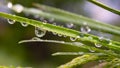 Green grass in nature with raindrops