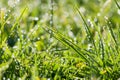 Green grass with dew drops in sunlight on a spring meadow. Royalty Free Stock Photo