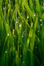 Green grass with dew drops at sunrise in spring against the background of sunlight. Beauty of nature. Close-up. Focus control Royalty Free Stock Photo