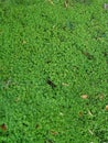 Green grass, dew on a grass, landscape design, green background.