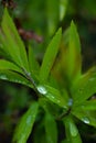 Green grass with dew water drops, close up micro photography view. Many pink flowers. Royalty Free Stock Photo