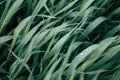 Green grass with dewdrops in the summer at dawn in the sunlight. Clean, wet, lush meadow grass in the field after rain Royalty Free Stock Photo