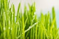 green grass with dews drop Royalty Free Stock Photo