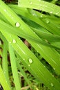 Green Grass & Divine Drops Royalty Free Stock Photo