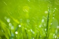 Green grass with drops Royalty Free Stock Photo