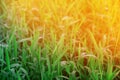 Green grass with drops dew with early morning sunrise Royalty Free Stock Photo