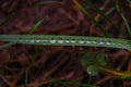 On the green grass drops of dew or rain in autumn in the forest