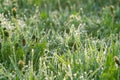 Green grass with drops of dew on a spring meadow Royalty Free Stock Photo