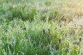 Green grass with drops of dew on a spring meadow Royalty Free Stock Photo