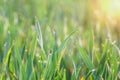 Green grass with drops of dew at sunrise. Beautiful morning sunlight spring season. Royalty Free Stock Photo