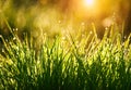 Green grass with drops of dew at sunrise in spring in sunlight background beauty of nature awakening vegetation