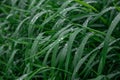 Green grass with drops of dew texture background. Natural background and wallpaper. Royalty Free Stock Photo