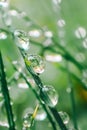 green grass with drops.Earth Day. Grass stems and water drops macro .Wet grass after rain.plant texture in green natural Royalty Free Stock Photo