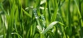 Green grass with drops of ross Royalty Free Stock Photo