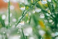 green grass with drops.Grass stems and water drops macro background.Wet grass after rain.plant texture in green natural Royalty Free Stock Photo