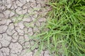 Green grass on dry crack soil Royalty Free Stock Photo