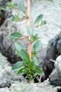 Green grass on dry crack soil Royalty Free Stock Photo