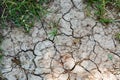 Green grass on dry cracked soil Royalty Free Stock Photo